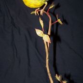 Untitled - yellow bird