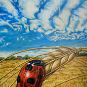 Barley Bug