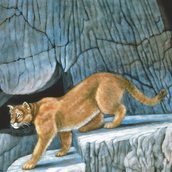 Cougar Country