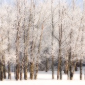 Aspen Stand north of Balgonie