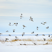 Snow Birds