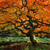 Japanese Maple