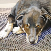 Contentment - Bentley