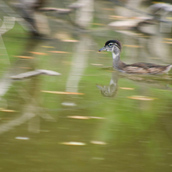 The Beguiling Duck