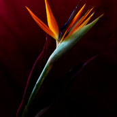 Bliss of Strelitzia's Joy 1