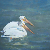 Pelicans